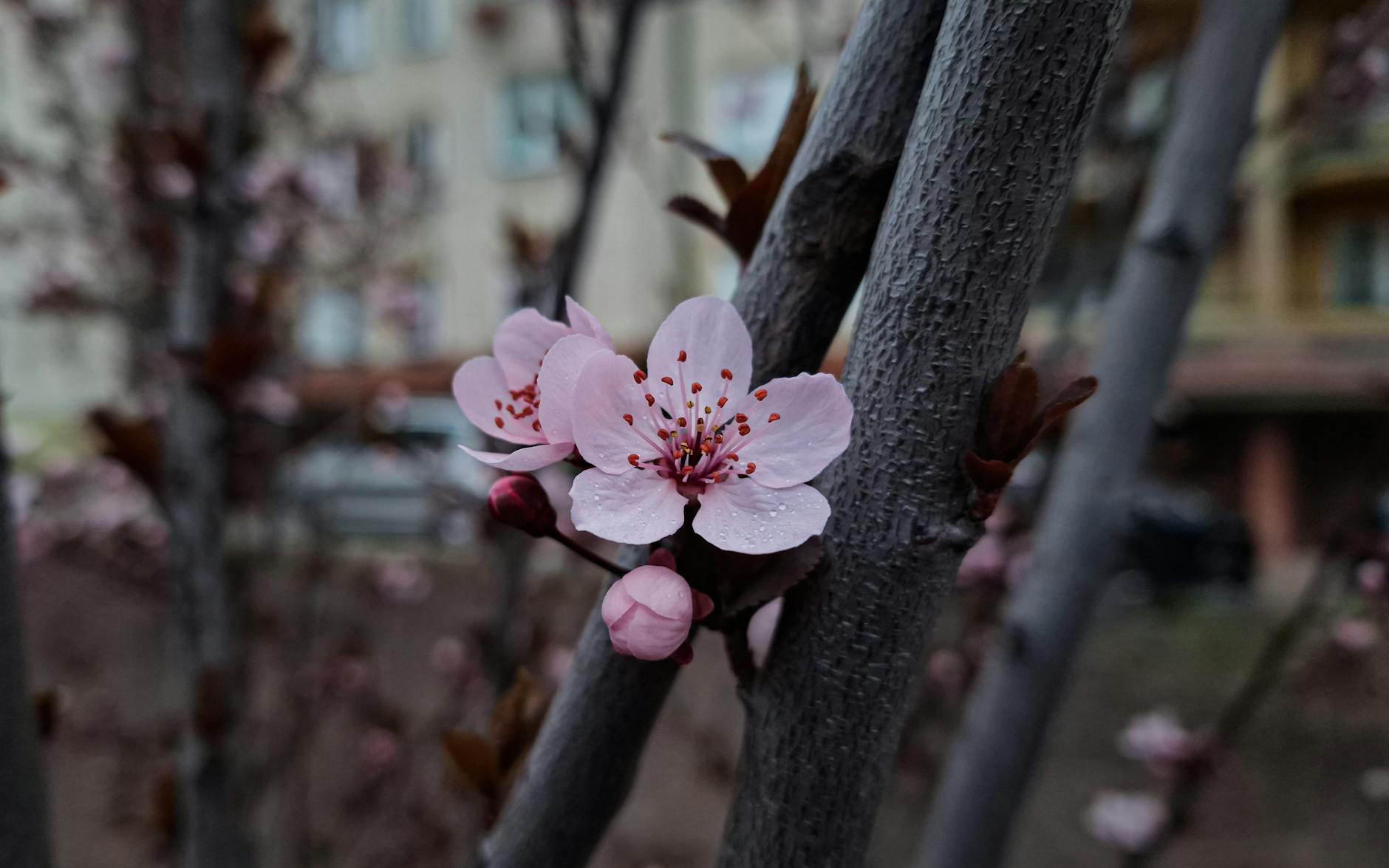 Już za tydzień: Kwitnienie wiśni w Kolnie. Przygotuj się!